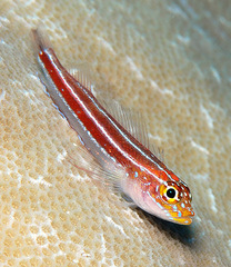Helcogramma striata