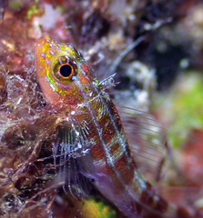 Helcogramma striata