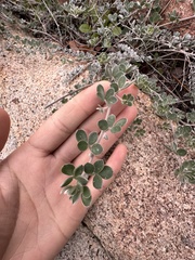 Acmispon argophyllus