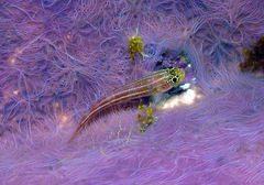 Helcogramma striata