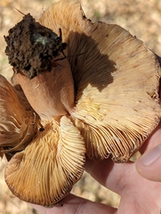 Neolentinus ponderosus