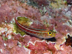 Helcogramma striata