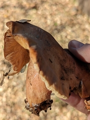 Neolentinus ponderosus
