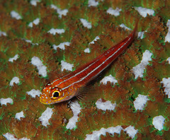 Helcogramma striata