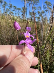 Calopogon barbatus