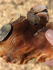 Neolentinus ponderosus