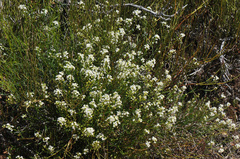 Lepidium montanum