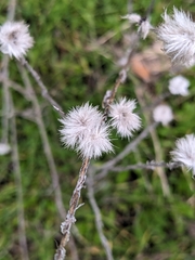 Centaurea solstitialis