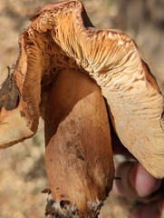 Neolentinus ponderosus