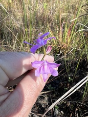 Calopogon barbatus