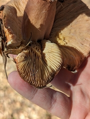 Neolentinus ponderosus