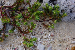 Euphorbia mesembryanthemifolia
