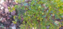 Euphorbia stricta
