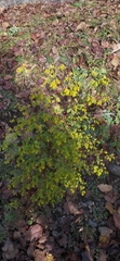 Euphorbia stricta