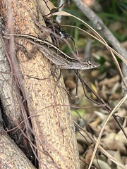 Anolis sagrei