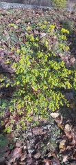 Euphorbia stricta