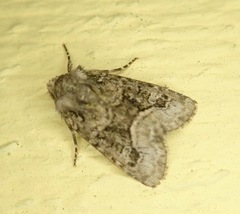 Lacinipolia olivacea