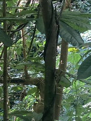 Morpho helenor