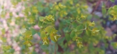 Euphorbia stricta