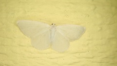Lomographa vestaliata