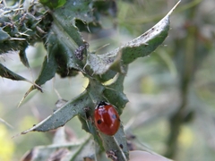 Adalia bipunctata