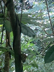 Morpho helenor