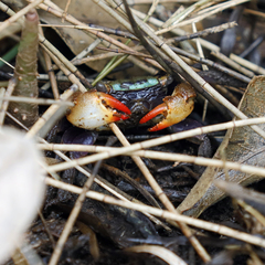 Parasesarma erythodactylum