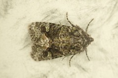 Lacinipolia olivacea