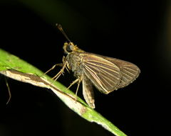 Parphorus decora
