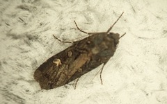 Actebia fennica