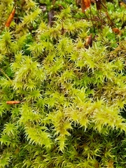 Racomitrium elongatum