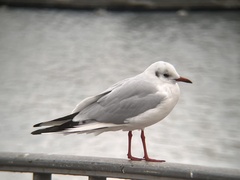 Chroicocephalus ridibundus