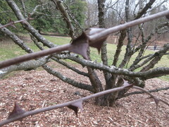 Zanthoxylum simulans