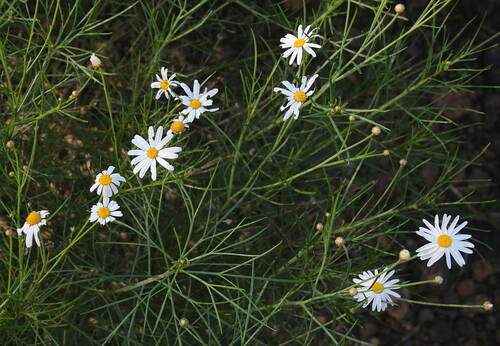 Argyranthemum gracile Sch.Bip.