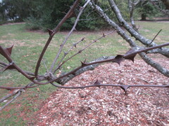 Zanthoxylum simulans