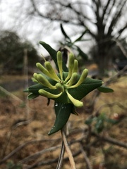 Lonicera sempervirens