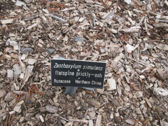 Zanthoxylum simulans