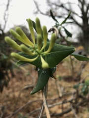 Lonicera sempervirens