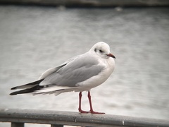 Chroicocephalus ridibundus