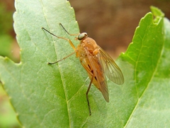 Rhagio tringarius