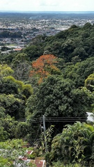 Erythrina poeppigiana