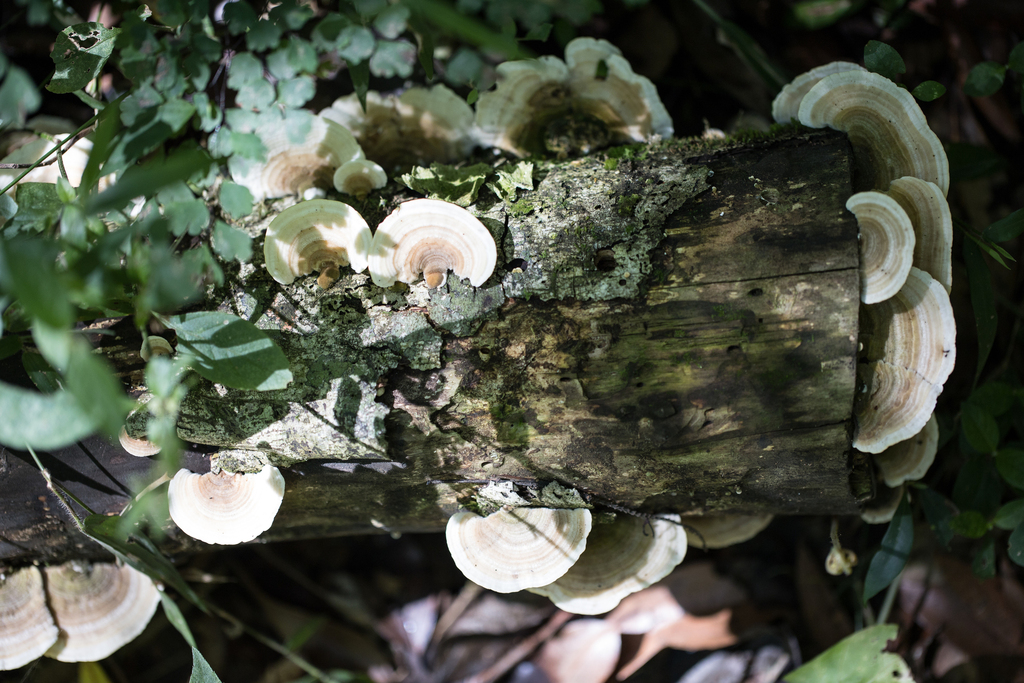 Trametes pavonia · January 2023 · photo: © ftsautter (iNaturalist, cc0)
