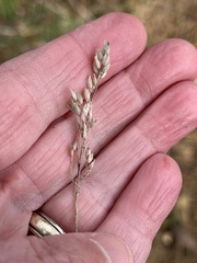 Anthoxanthum occidentale