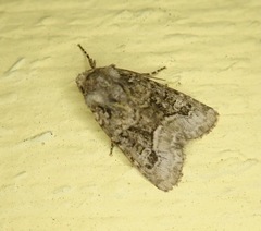 Lacinipolia olivacea