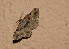 Hypomecis ectropodes