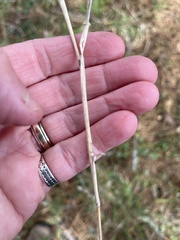 Anthoxanthum occidentale