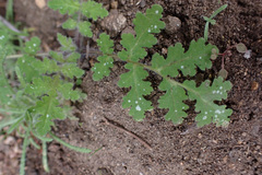 Phacelia distans