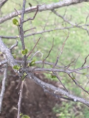 Ehretia anacua