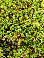 Tetraphis pellucida