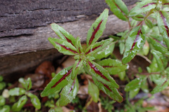 Clarkia